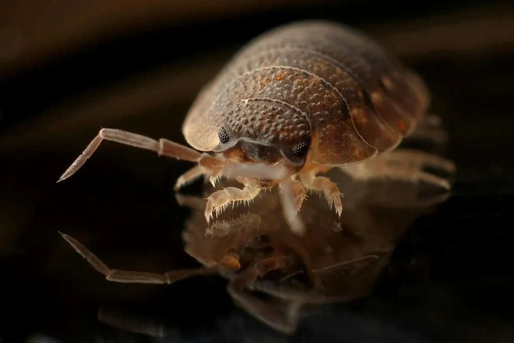 Bed-Bug-Treatment - Nutley Pest Control Pros | Nutley, NJ | 862-355-3859